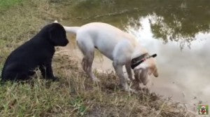 Labrador Puppy Explores The Creek With Her Sister!