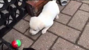 Litter of Labrador Puppies’ First Playtime Outside!