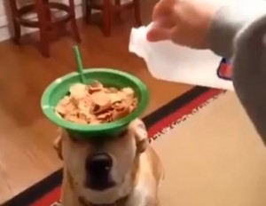 Labrador Balances Breakfast Cereal On Head While Human Munches!