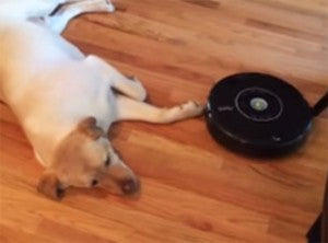 Video: Roomba Eventually Disturbs Sleeping Labrador Retriever!