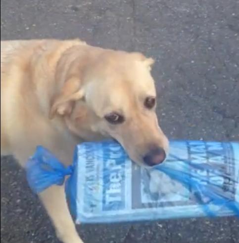 Awesome Labrador Fetches Newspaper From Street!