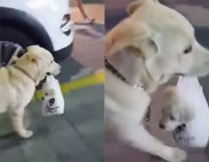 Labrador Mommy Carries Her Puppy In A Plastic Bag!