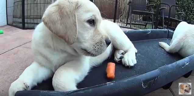 Adorable Labrador Puppy Discovers Carrots And LOVES Them!
