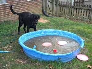 Lab Has The Time Of His LIFE Playing With His Frisbee In A Frozen Pool!