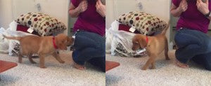 Funny Labrador Puppy Tries To Steal Her Mom’s ID Card!