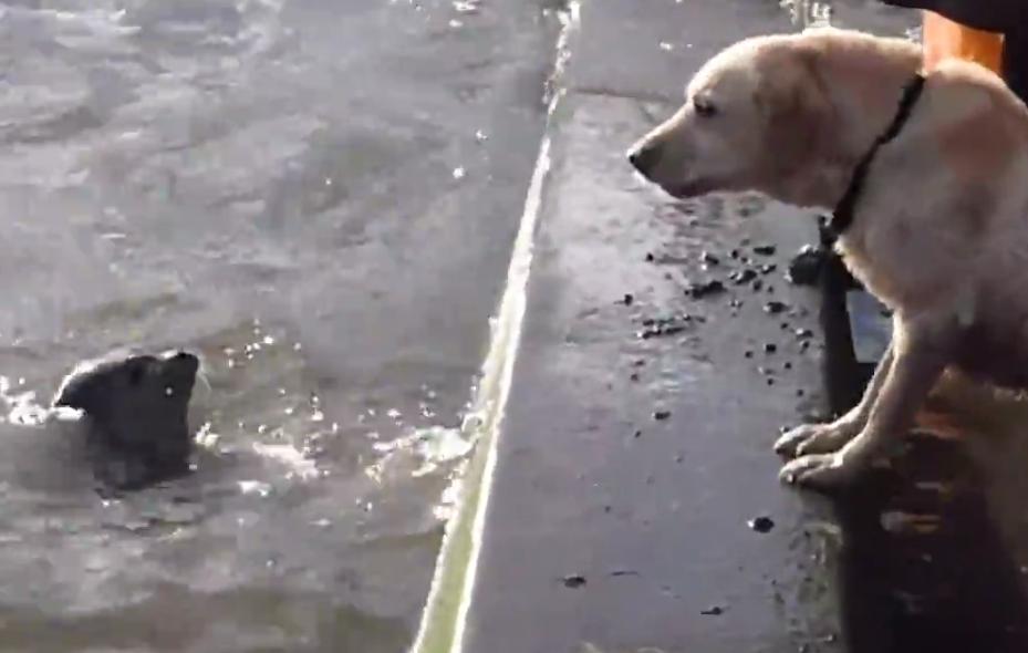 Video: Seal Pup Plays Hide And Seek With Labrador Retriever!