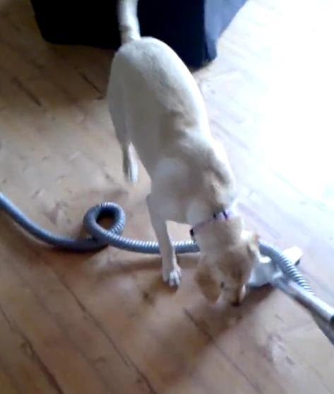 This Labrador Retriever Won’t Let His Human Use Vacuum Cleaner!