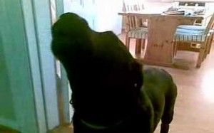 Black Lab Howling Black Labrador Howls To Music! – A Dog's Love