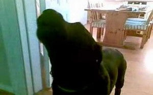 Black Labrador Howls To Music!