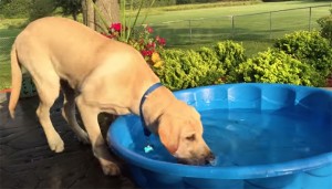 Curious Labrador Puppy Inspects The Puppy Pool But Doesn’t Get In!