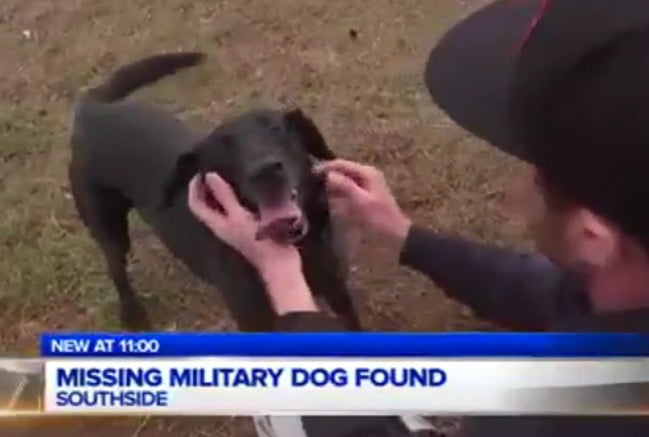 Military Labrador Retriever Returns Home To Veteran After Slipping Through A Fence!
