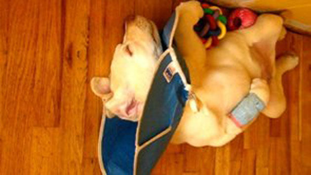 Video: Sweet Little Labrador Puppy Snores Sleepily!