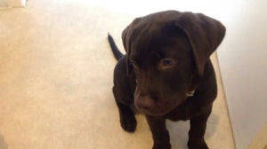 Guilty Labrador Retriever Puppy Caught In The Act!