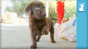 Adorable Labrador Puppy Waves At The Camera!