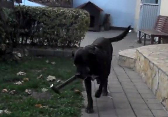 Super Helpful Labrador Retriever Is Fetching Tools For His Dad!