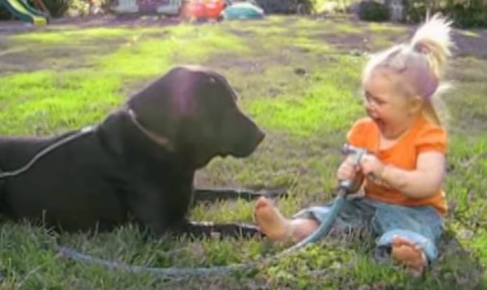 This Compilation Proves Labradors Are REALLY Awesome!