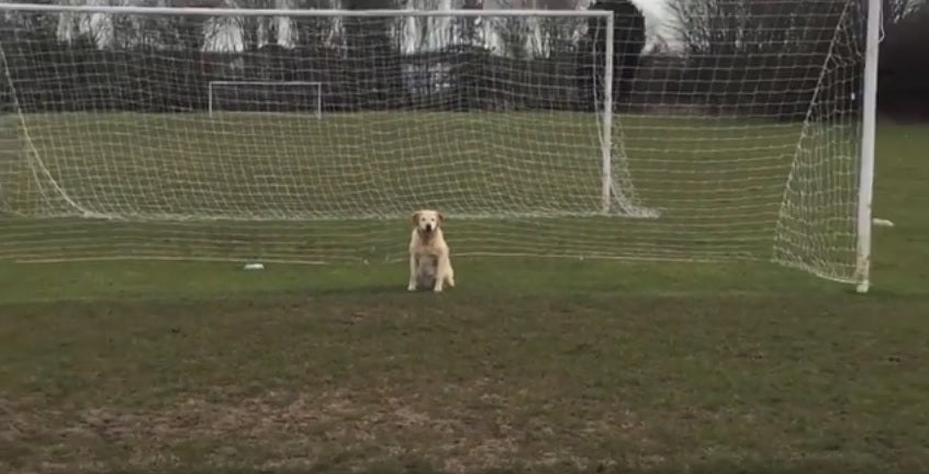 Sporty Labrador Is An Awesome Goalkeeper!