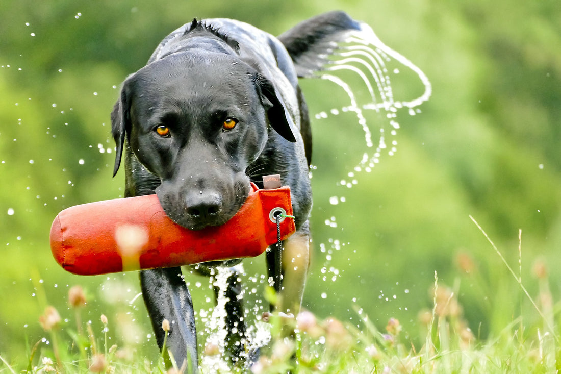 5 Ways To Give A Lab The Most Fulfilling Life Ever