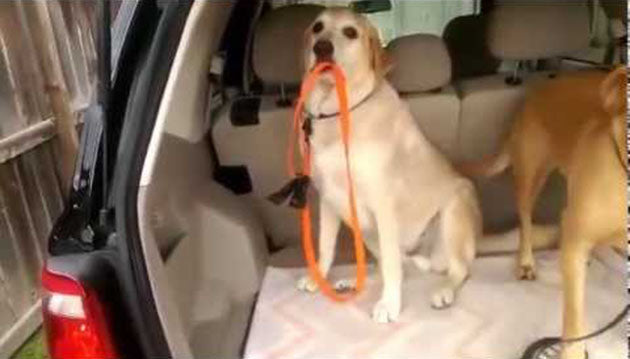 Watch How This Smart Labrador Retriever Prepares For The Walk In The Park!