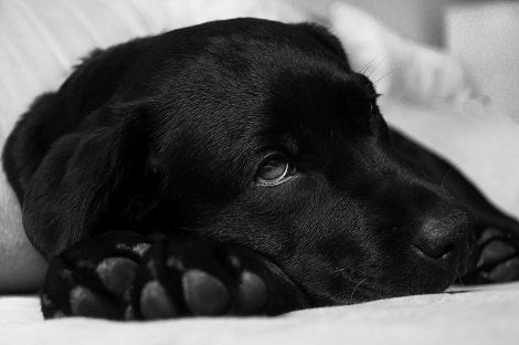 Signs Of Poisoning To Look Out For If Your Pup Accidentally Eats Human Medication