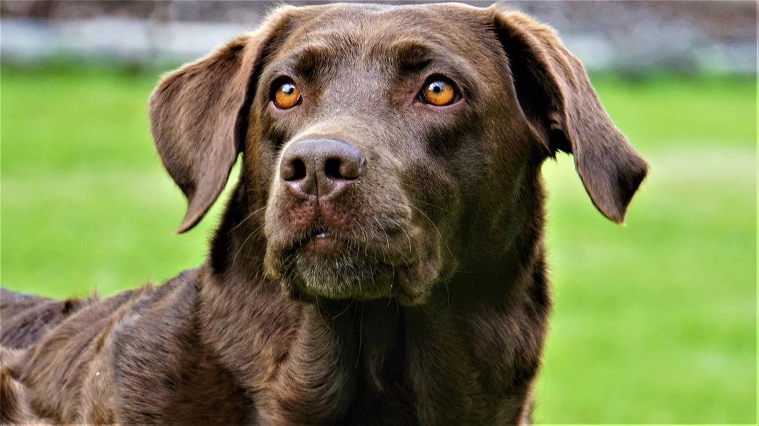 Why Do Dogs Shake Even When They're Not Wet?