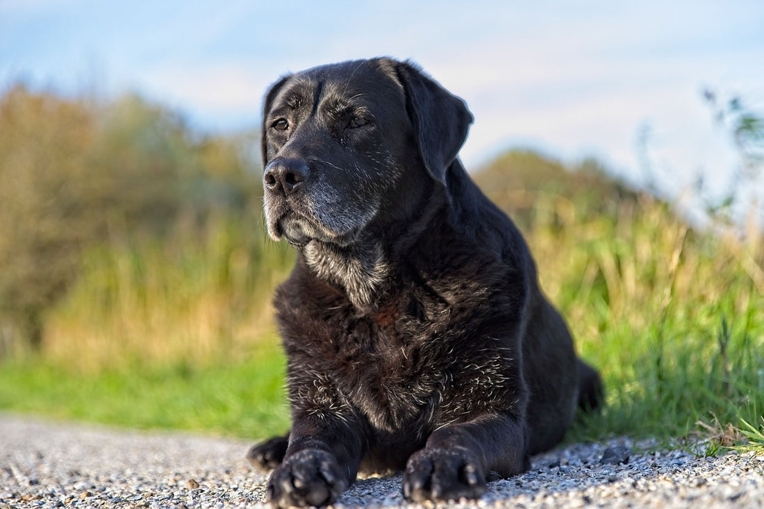 How to Support Your Senior Dog's Health