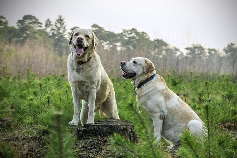 Here's The Difference Between  Therapy, Service And Emotional Support Dogs