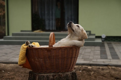 Did You Know That Dogs Are Perfect Matchmakers?!