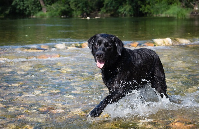 Labs & Water: Is There Such Thing As Too Much Water?