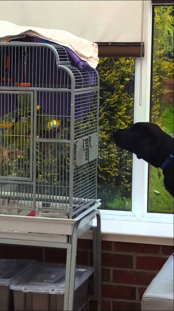 This Labrador Is Arguing With An Amazon Parrot And It's AWESOME!