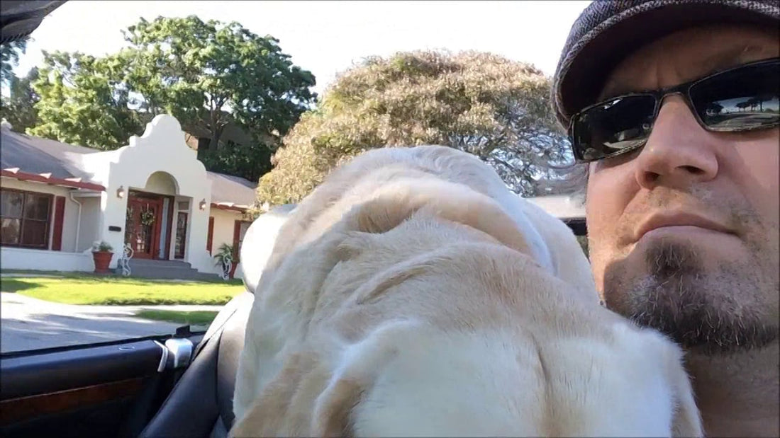 Labrador Becomes Dog Co-Pilot While His Person Drives In Style!