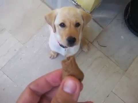 Labrador Has Utmost Fun Following Her Person Around!