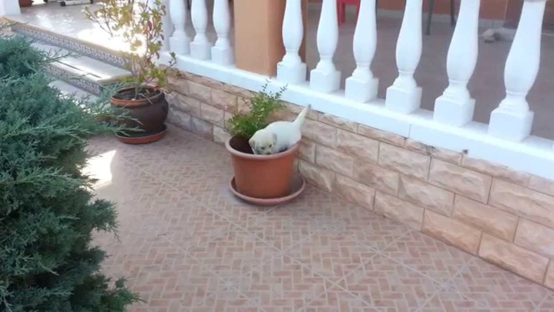 Labrador Mix Puppy Is Stuck In A Plant Pot. How She Gets Out Will Leave You Cheering!