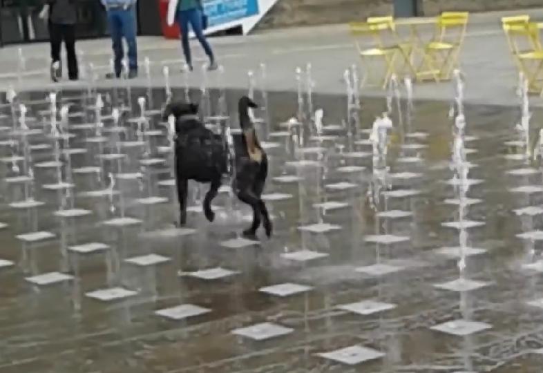 Must See! Labrador Retriever Enjoys Playing With The Water Fountain!