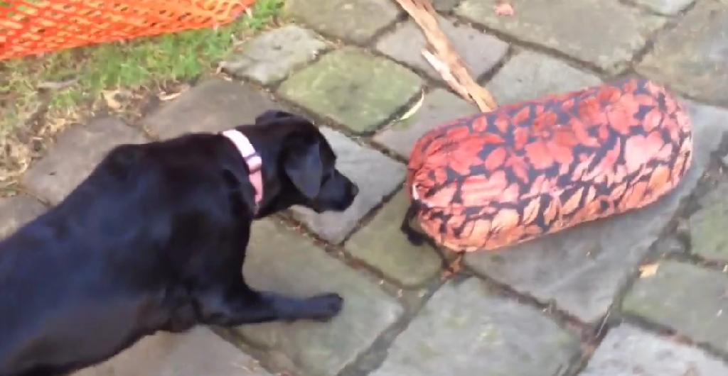 You Wouldn't Believe What This Labrador Retriever Is Scared Of!