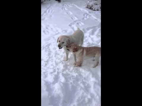 Labrador Puppies Playing In The Snow. Keep Your Eyes On The Little One!