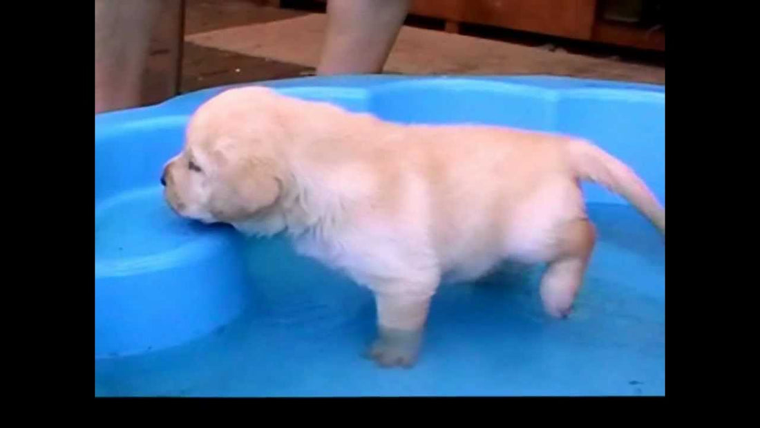 Labrador Puppies Taking A Bath Is The Best Thing You'll See Today! Adorable!