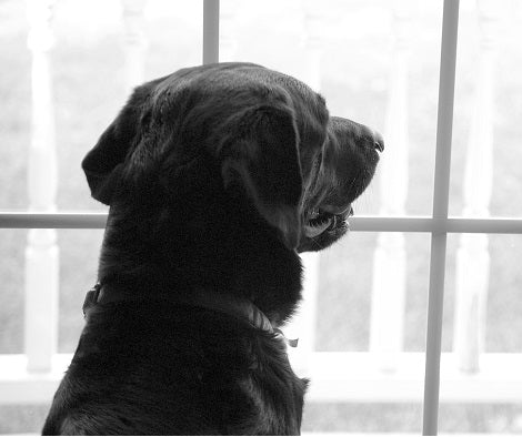 6 Things To Keep In Mind When Trying To Clean Nose Prints & Drool Off Your Windows