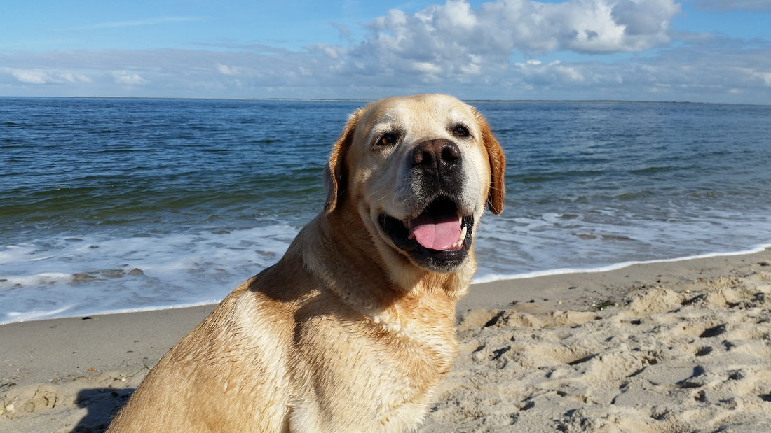 6 Things Only Lab Lovers Understand