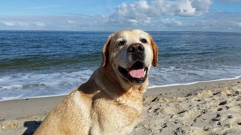 PETA Disagrees To Make The Labrador Retriever Ohio's State Dog