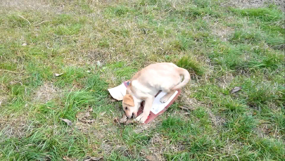 Labrador Sees Threat And So He Must Rescue His Persons From...A Beer Cardboard Box?