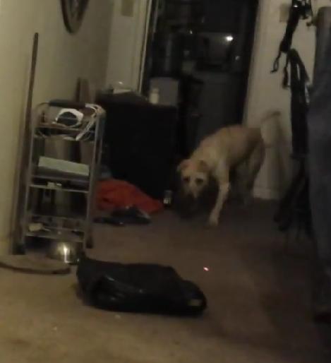 Cuddly Labrador Plays Fetch With Laser Pointer!