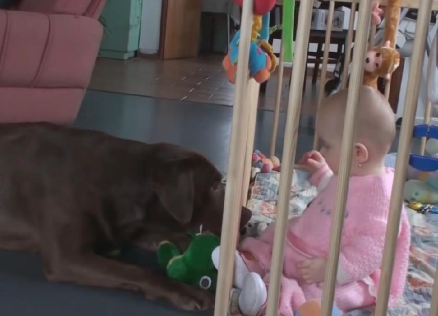 You Gotta See This Labrador Retriever Exchanging Toys With A Baby!