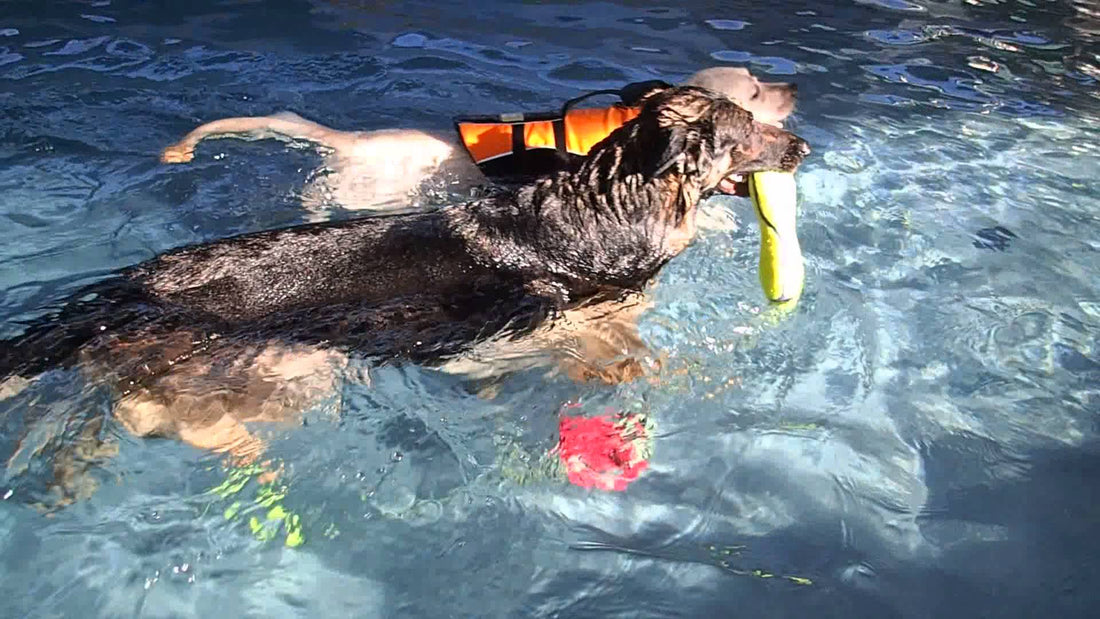 Labrador Vs. German Shepherd In A Swimming Competition! A Twist In The End!