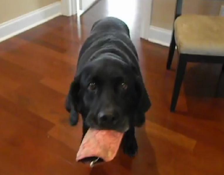 This Labrador Is A Dream Come True For Everyone Who Wears Glasses!