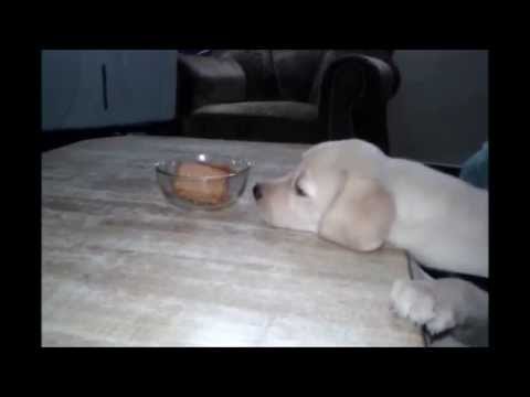 Labrador Wants A Biscuit. How Teddy Makes It Clear Is Absolutely Hilarious!