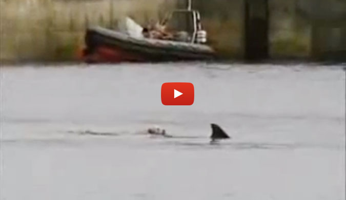 The Cutest Thing Ever, Labrador And Dolphin Are Best Friends!