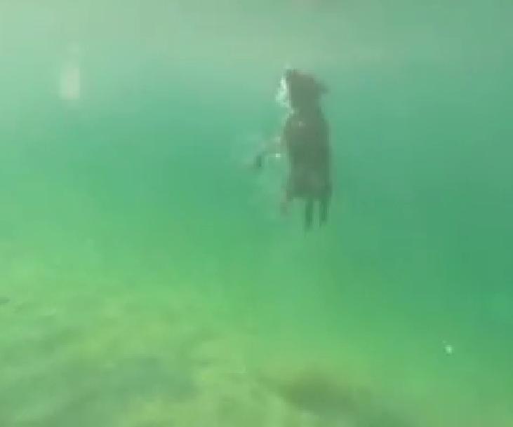 This Awesome Labrador Has The Ability To Dive Deeper Than Most Humans!