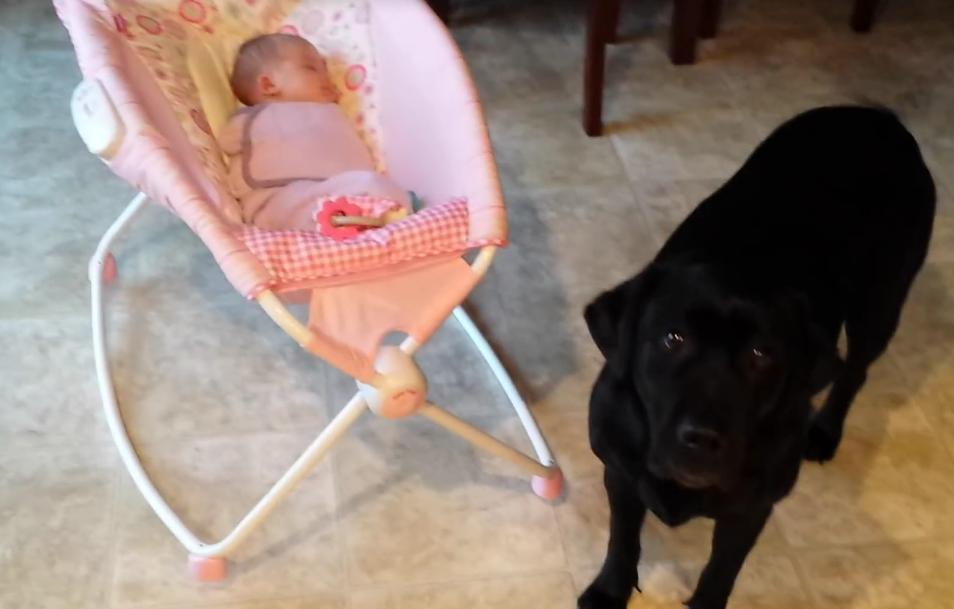 Video: Labrador Retriever Becomes A Nanny!