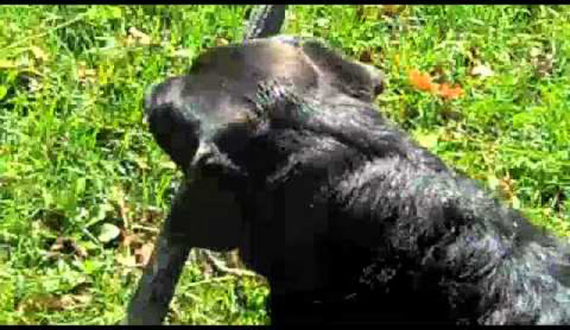 Labrador Helps Her Human With Cleaning Up The Poop!